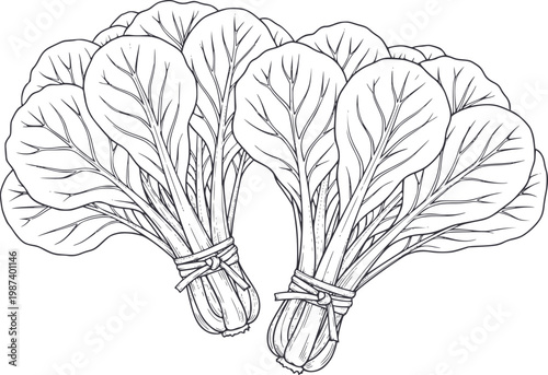 Hand-drawn of bunches of fresh bok choy a white background, greens vegetable