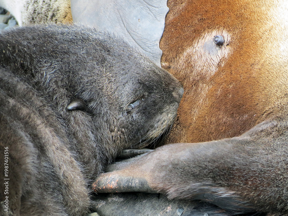 Naklejka premium South Georgia elephant seal on a cloudy winter day.