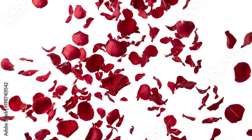 Full frame isolated red petals 