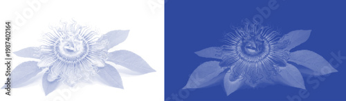 Exotic floral bloom cyanotype botanical sunprint vector for retro blue plant specimen herbarium design