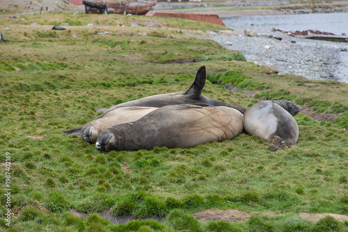 South Georgia elephant seal on a cloudy winter day.