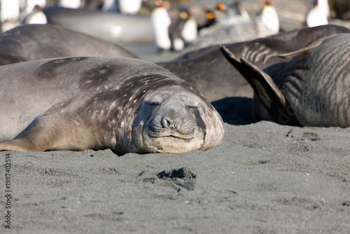 South Georgia elephant seal on a cloudy winter day.