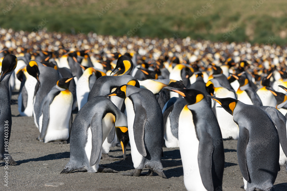 Obraz premium South Georgia king penguin on a cloudy winter day.