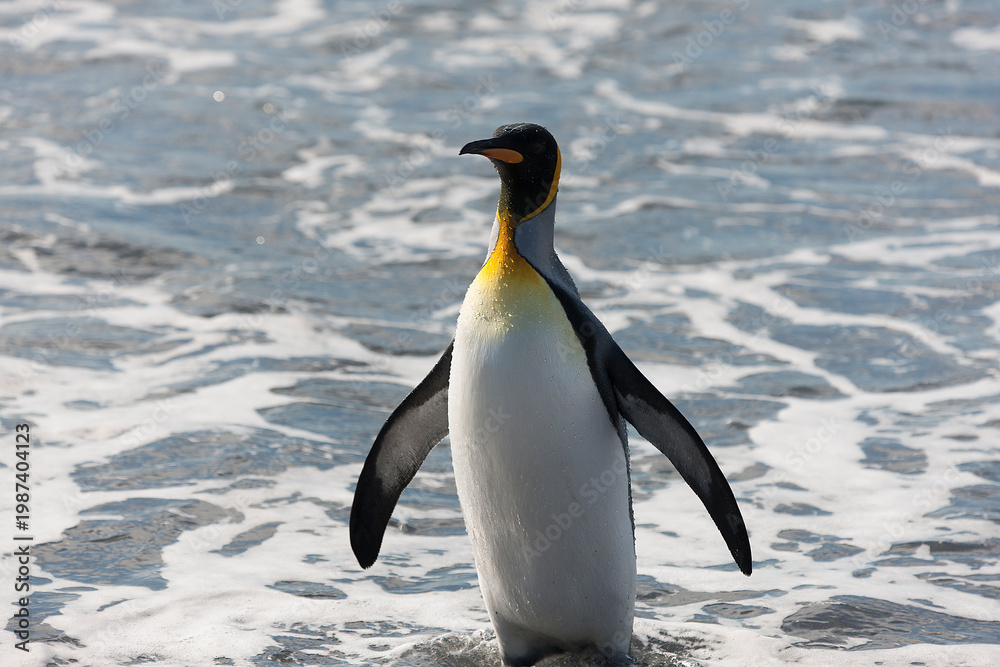 Obraz premium South Georgia king penguin on a cloudy winter day.