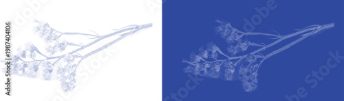 Tulip lily cyanotype vector for elegant florist branding and seasonal flower shop