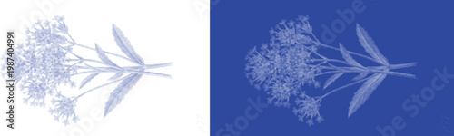 Cyanotype wildflower botanical vector, vintage blue sun print floral illustration, cyan blue herbarium plant silhouette, organic garden weed art