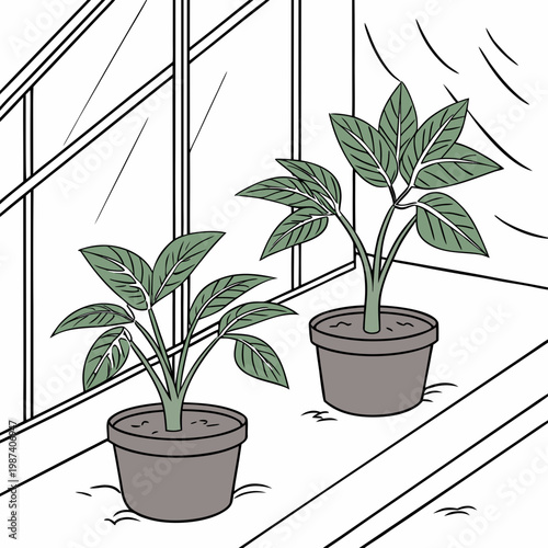 Two potted plants on a windowsill indoor gardening
