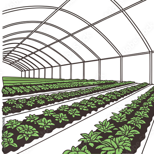 Rows of green plants in a greenhouse growth gardening