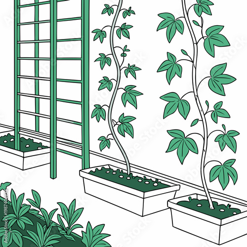 Green plants climbing on trellis and in pots