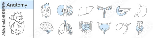 Human organs icon set. Simple anatomical illustration, hand-drawn in a linear style.