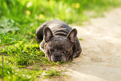 Cute brown French Bulldog lying on ground in sunny park