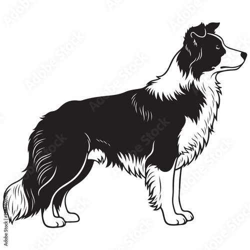 Border Collie sheepdog standing in profile view black and white vector illustration for pet shop logo