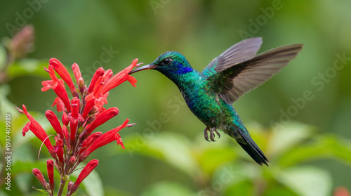 Iridescent Hummingbird Feeding on Red Flowers