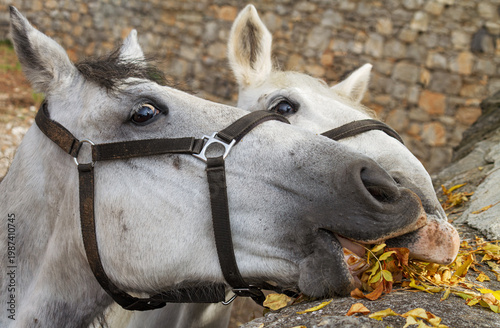 Close view of two white horses in harnesses, one making a funny face while grabbing dry autumn leaves near a rustic stone wall.