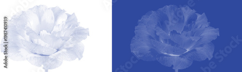 Billede på lærred Cyanotype style floral vector illustration, vintage blue rose flower blossom, bo