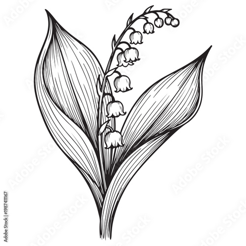 Lily of the valley botanical vector illustration with bell shaped flowers and large leaves in hand drawn engraving style
