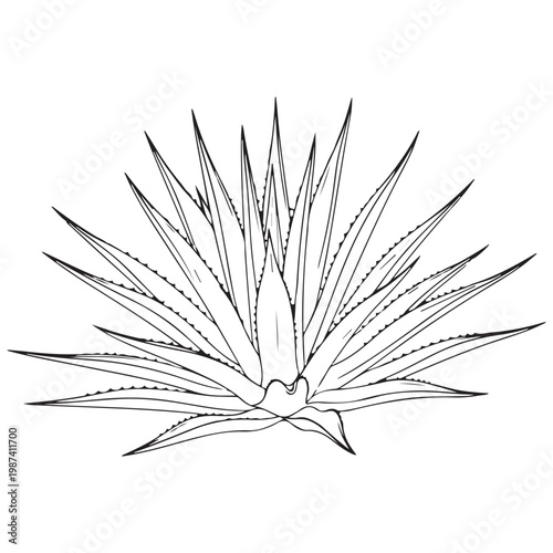 Agave plant hand drawn line art illustration for botanical design and coloring book succulent vector sketch
