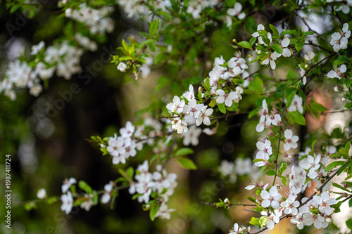 Cherry blossoms bloom on branches in a garden during the spring season