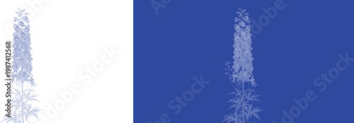 Delphinium flower botanical vector illustration, blue larkspur floral silhouette on white and cobalt background, elegant garden plant graphics