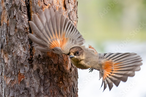 Fotografía Siberian jay