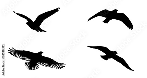 Four black silhouettes of birds flying in formation