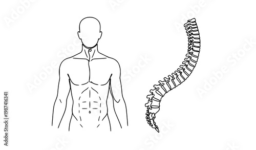 One line medical diagram of human spine showing scoliosis curvature for educational anatomy and orthopedic reference design