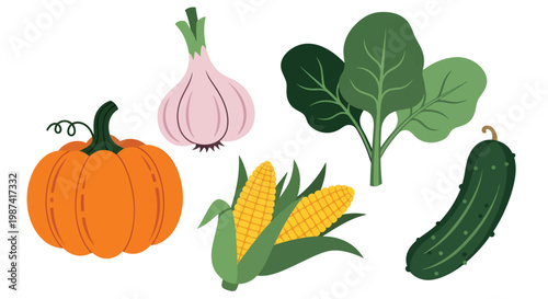 Organic Vegetable Collection Pumpkin Garlic Spinach Corn and Cucumber Isolated on White Background Illustration