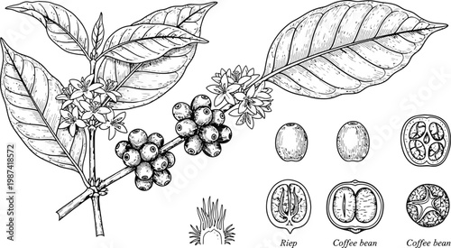 Detailed Botanical Illustration of Coffee Plant Branch with Berries, Flowers, Leaves and Cross Section Bean Diagram