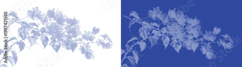 vector illustration blue cyanotype vintage botanical jasmine nature plant floral silhouette print design element