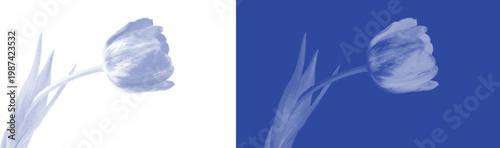 Foto Single Tulip Flower in Cyanotype Blue Tone for Elegant Minimalist Botanical Desi