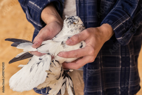 A man in a blue plaid shirt is carefully holding a beautiful white ornamental pigeon