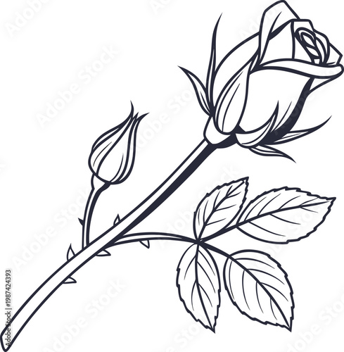 rose flower bud closed smal compact petals on transparent background 