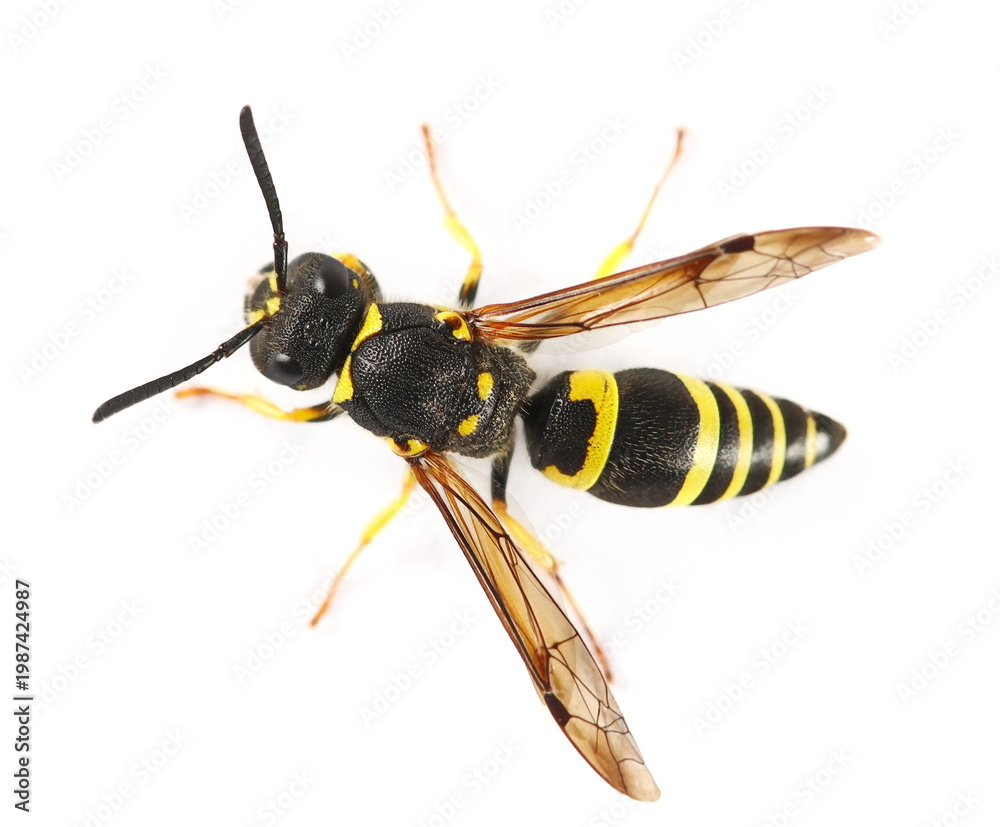 Obraz premium European potter wasp or European tube wasp, Ancistrocerus gazella, isolated on white, clipping path, top view