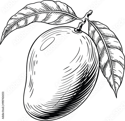 Mango with Leaves Vector Illustration Tropical Fruit Outline Drawing Healthy Food Element