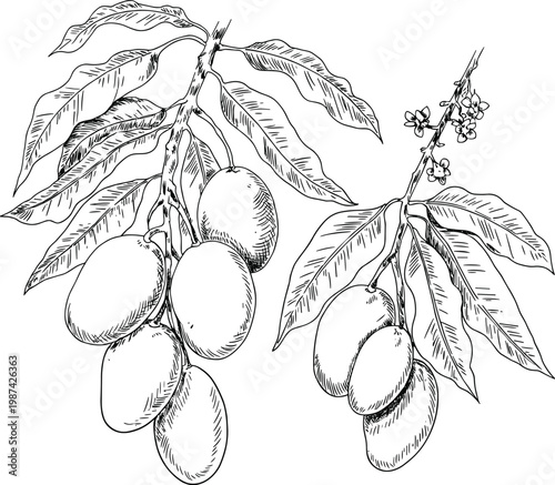 Mangoes on Branch Hand-Drawn Vector Illustration Tropical Fruit Botanical Sketch Food Art
