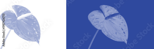 Anthurium Leaf Silhouette in Cyanotype Blue with Detailed Texture and Natural Organic Feel