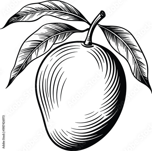 Vector Mango Fruit with Stem and Leaves Engraved Style Isolated on White Background