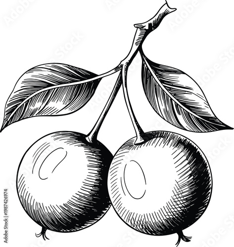 Two Cherries on Stem with Leaves Vintage Line Art Hand Drawn Fruit Illustration Botanical Art
