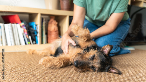 Tableau sur toile Dog enjoying pet from owner hand on carpet