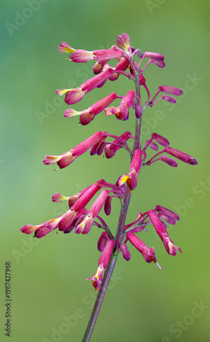 Flower head of red buckeye tree (Aesculus pavia) in early spring in central Virginia. Flowers are an excellent hummingbird attractant.