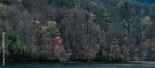 Spring trees in bloom and with emerging leaves along the southern shore of the Charlottesville Reservoir in Sugar Hollow, just east of the Blue Ridge Mountains.