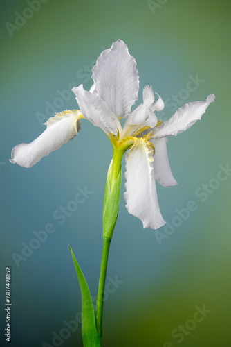 Blossom of Japanese roof iris (Iris tectorum) in garden in central Virginia in spring.