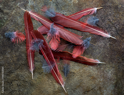 Wing and body feathers of a male northern cardinal (Cardinalis cardinalis) left behind after predation by a Cooper's hawk (Astur cooperii) in backyard in central Virginia