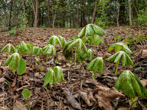 Mayapples (Podophyllum peltatum} are a North American herbaceous perennial. Other common names:  American mandrake, wild mandrake, and ground lemon.