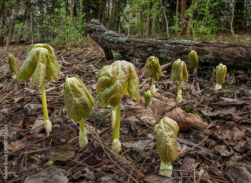 Mayapples (Podophyllum peltatum} emerging in spring. A North American herbaceous perennial. Other common names:  American mandrake, wild mandrake, and ground lemon.