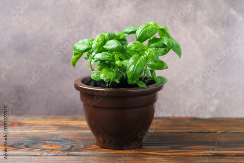 Aromatic basil growing in pot on wooden table against grey background, closeup
