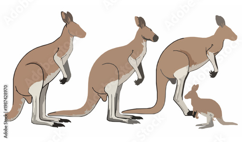 Scientific red kangaroo anatomy vector collection with male female and joey side view wildlife illustration
