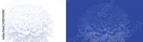 Chrysanthemum Flower Head in Blue Cyanotype Duo Tone Texture