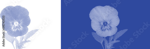 Pansy Flower Bloom in Vintage Blue Cyanotype Aesthetic for Garden Floral Decor
