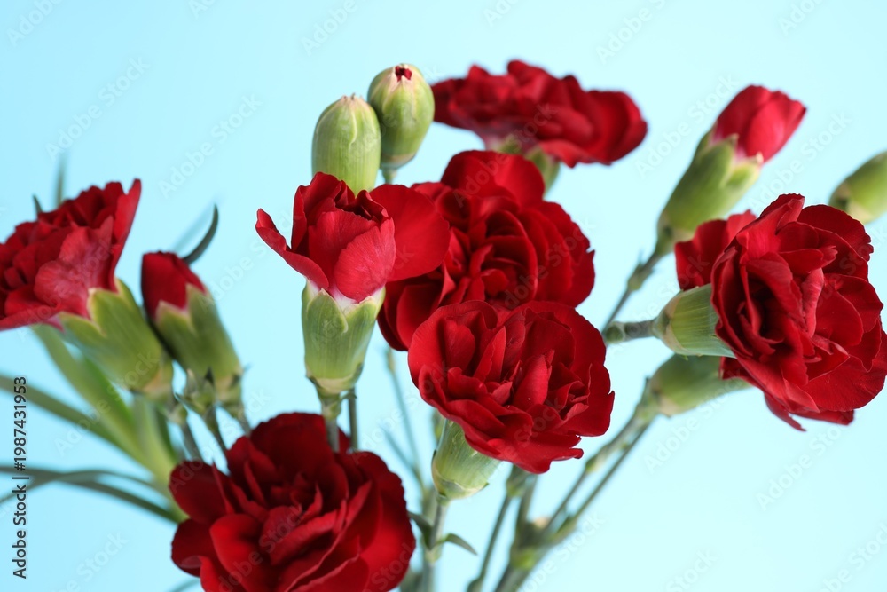 Obraz premium Beautiful red carnation flowers on light blue background, closeup